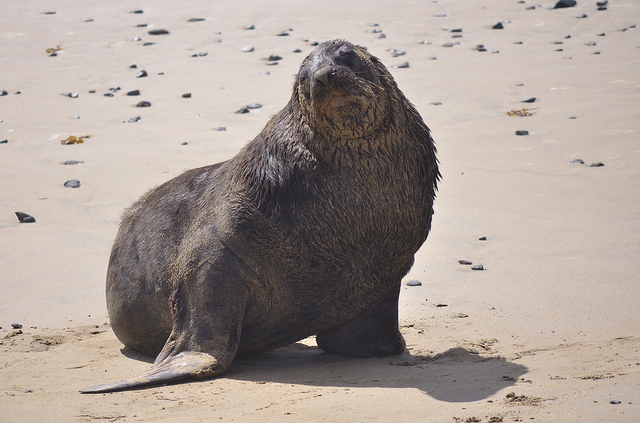 Adult male Hooker's Sea Lion of New Zealand - Image by John Slaney