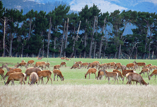 An exotic deer farm in Southland, New Zealand - Image by jdegenhardt on flickr