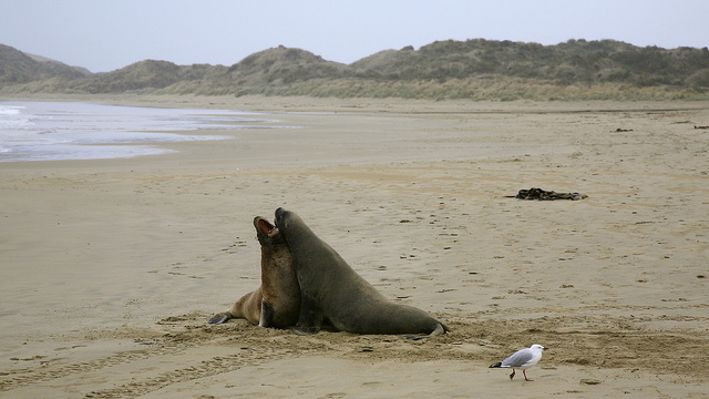 Eared Sea lions, Cannibal Bay - New Zealand - Image by Vendin