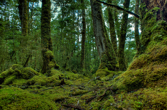 Mossy Undergrowth, Fiordland National Park - Image: Zak Henry
