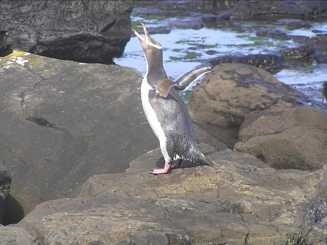 Tawaki, the Fiordland crested penguin, screaming - New Zealand - Image: Fabio Tinelli Roncalli