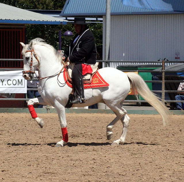 Andalusian horse. Image by Just chaos