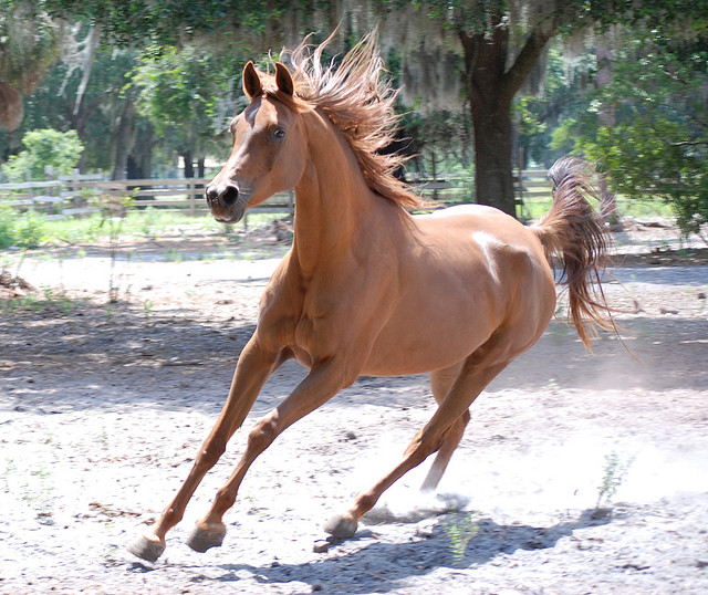 Arabian horse. Image by Larah McElroy