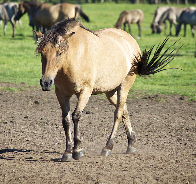 Brumby. Image by Missud