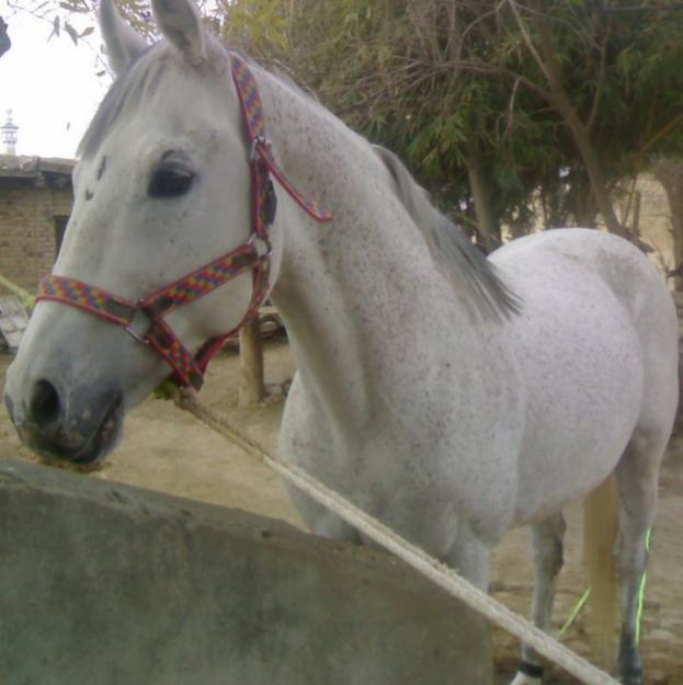 Hirzai Horse