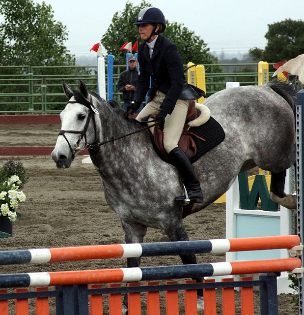 Irish Sport Horse. Image by Just chaos