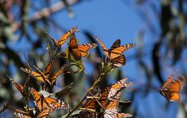 A marvelous view of Monarch migration - Photo by jmadjedi